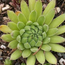 Sempervivum - Dachwurz - Hauswurz